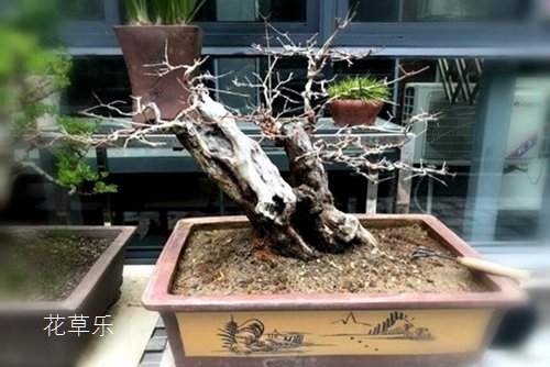 柠檬和醋——，酸甜生活中的健康秘密